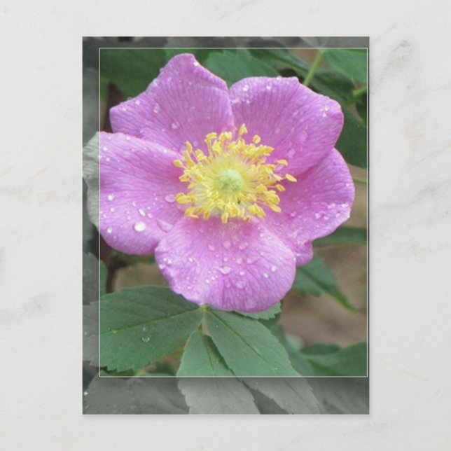 Blume am See - Rosa Postkarte (Vorderseite)