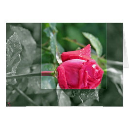 Blume am See - Rote Rose Bud