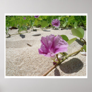 Blume am Strand Poster