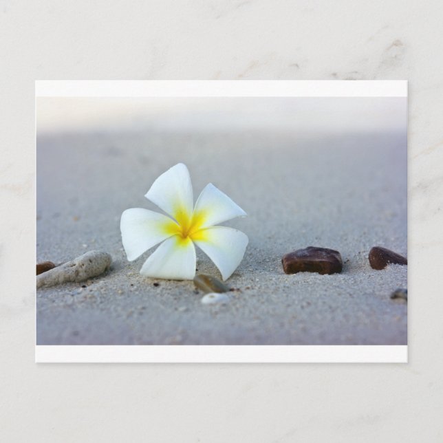 Blume am Strand Postkarte (Vorderseite)