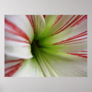 Blume Amaryllis Kunst, Dichtung und Musik Poster