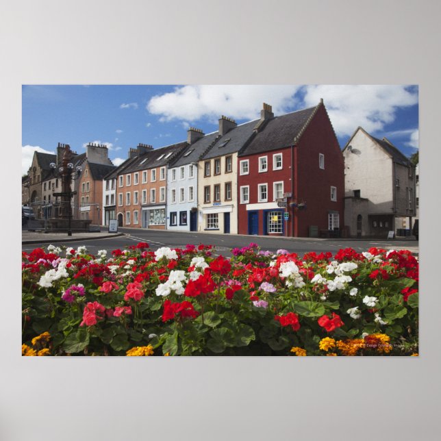 Blume an einer Straße in einem Wohnviertel Poster (Vorne)