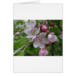 Blume Apple Blossom Pink Art
