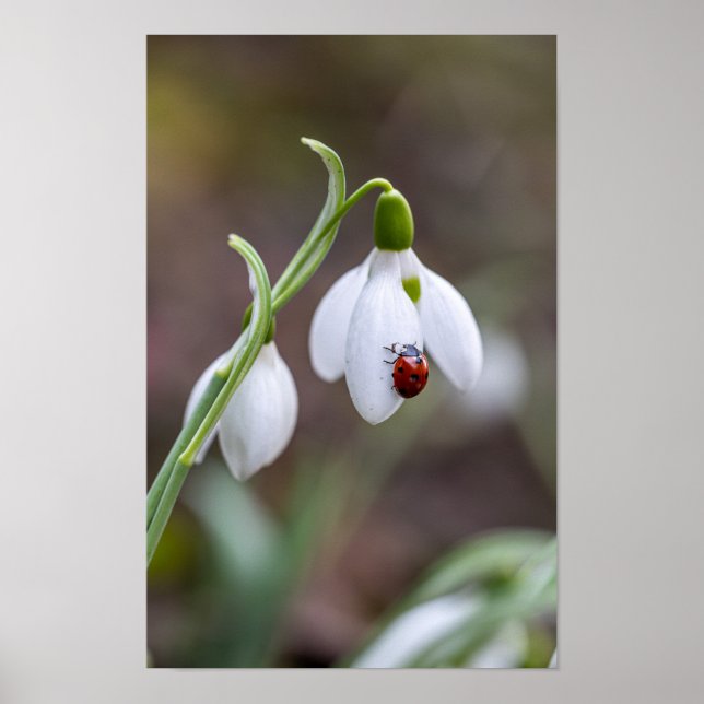 Blume Art Ladybug Gallery Poster (Vorne)