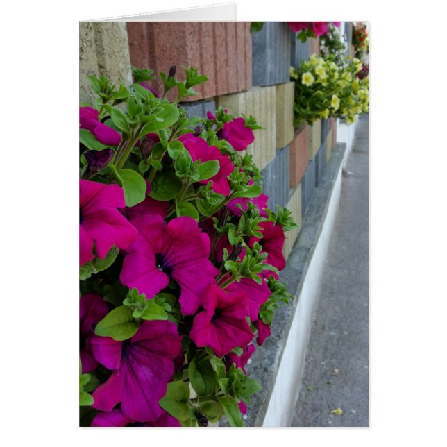 Blume auf dem Gehweg (Vorne)