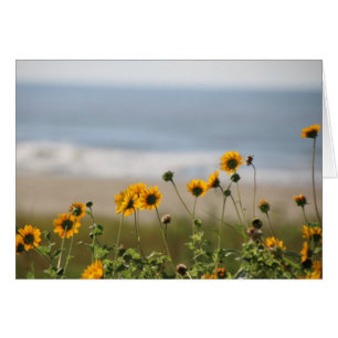 Blume auf der Insel Galveston