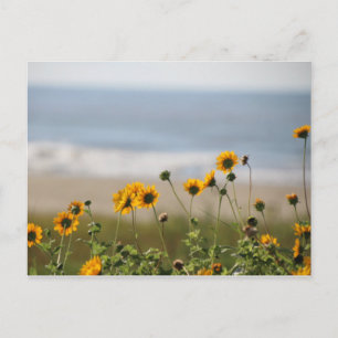 Blume auf der Insel Galveston Postkarte