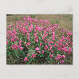 Blume auf der Tundra, Alaska Pink Blume Postkarte