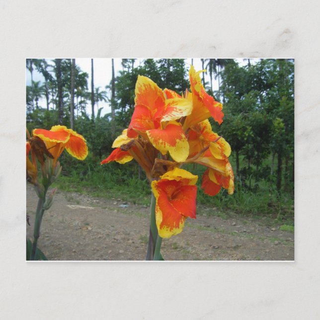 Blume auf Pflanze, Costa Rica. Postkarte (Vorderseite)