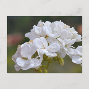 Blume auf Teneriffa Postkarte