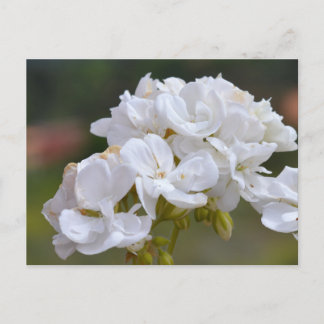 Blume auf Teneriffa Postkarte