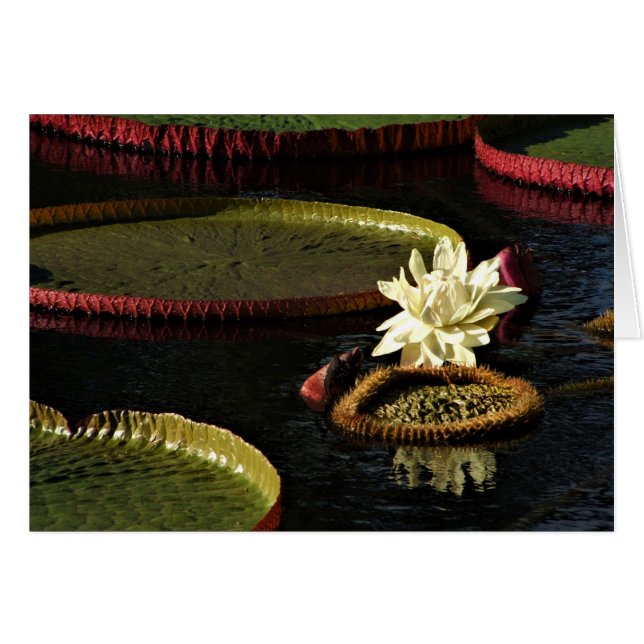 Blume aus der Weißwasserlilie und Riesenlilie Pads (Vorderseite (Horizontal))