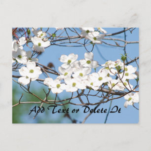 Blume aus Dogwood Postkarte