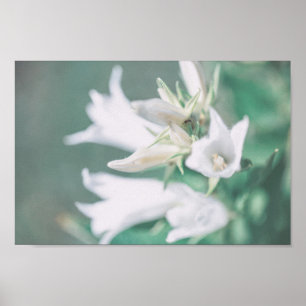 Blume aus Pale Pastel Green White Bell Poster