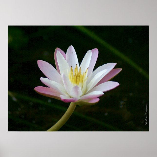 Blume aus rosa Lilie, bis zu 24" x 18" Foto Poster (Vorne)