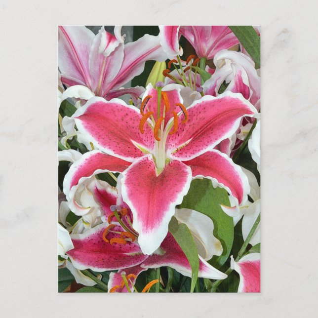Blume aus rosa Sterngazer Postkarte (Vorderseite)