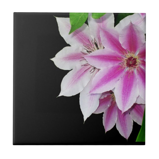 Blume aus Rosa und Weiß Fliese (Vorderseite)