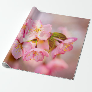 Blume aus rosafarbenem Sakura auf Rosa Geschenkpapier