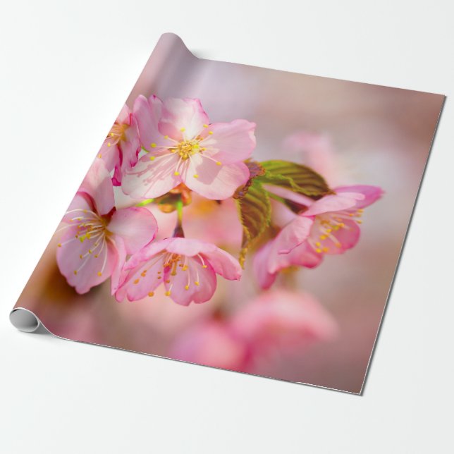 Blume aus rosafarbenem Sakura auf Rosa Geschenkpapier (Ungerollt)