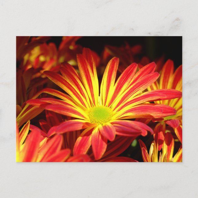 Blume aus Rot und Gelb Chrysanthemum, individuell  Postkarte (Vorderseite)