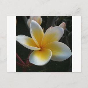 Blume aus Thailand Postkarte