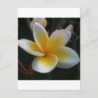 Blume aus Thailand Postkarte