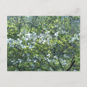 Blume aus weißem Federholz Postkarte