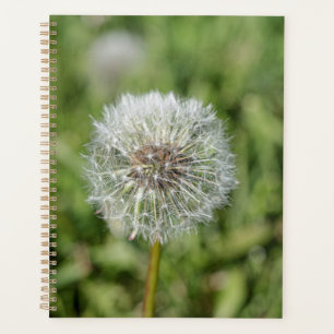 Blume aus weißem Löwenzahn auf grünem Gras Planer