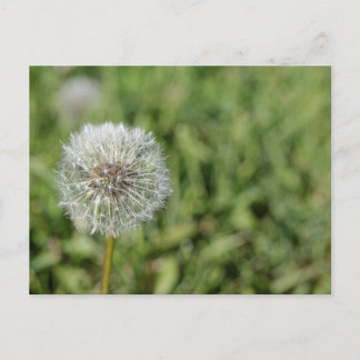 Blume aus weißem Löwenzahn auf grünem Gras Postkarte