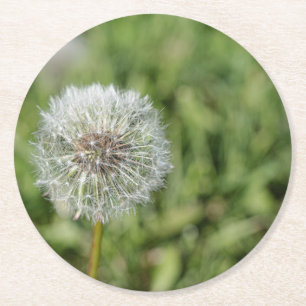 Blume aus weißem Löwenzahn auf grünem Gras Runder Pappuntersetzer