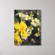 Blume aus weißem und gelbem Garten