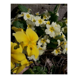 Blume aus weißem und gelbem Garten Poster