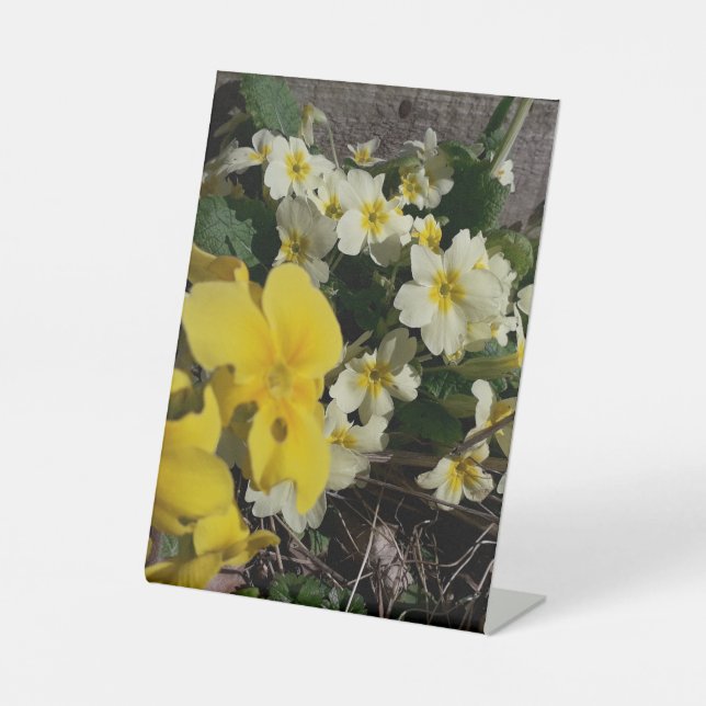 Blume aus weißem und gelbem Garten Sockelschild (Vorderseite)