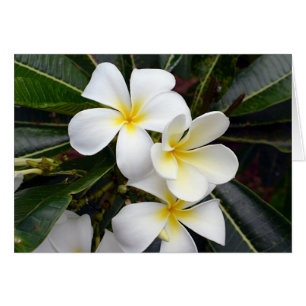 Blume aus weißem und gelbem Plumeria