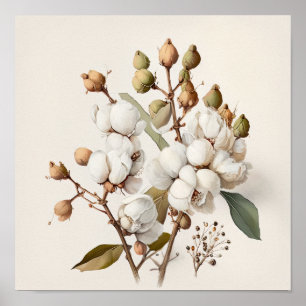Blume aus weißer Baumwolle Art Print Poster