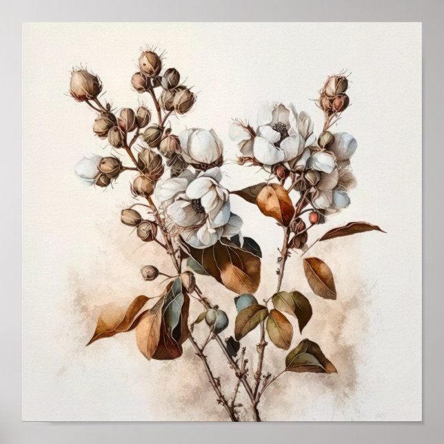 Blume aus weißer Baumwolle Art Print Poster (Vorne)