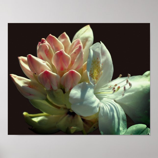 Blume Azalea Poster (Vorne)