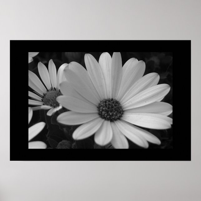 Blume B&W Poster (Vorne)