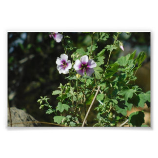 Blume beobachten fotodruck