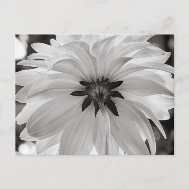 Blume Black and White Dahlia Postkarte (Vorderseite)