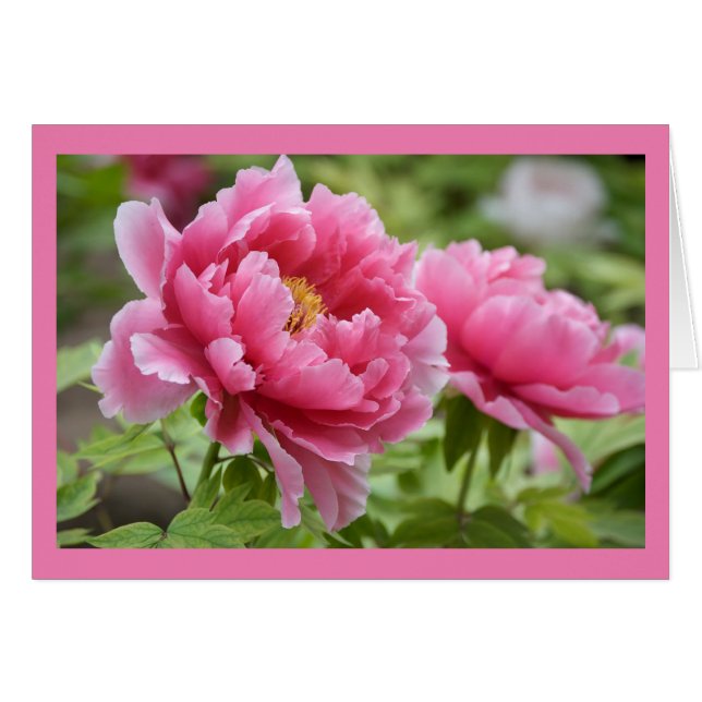 Blume Blindfarbene Rosa-Peonies (Vorderseite (Horizontal))