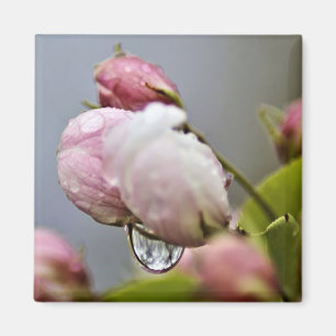 Blume Blossom und Raindrop Magnet