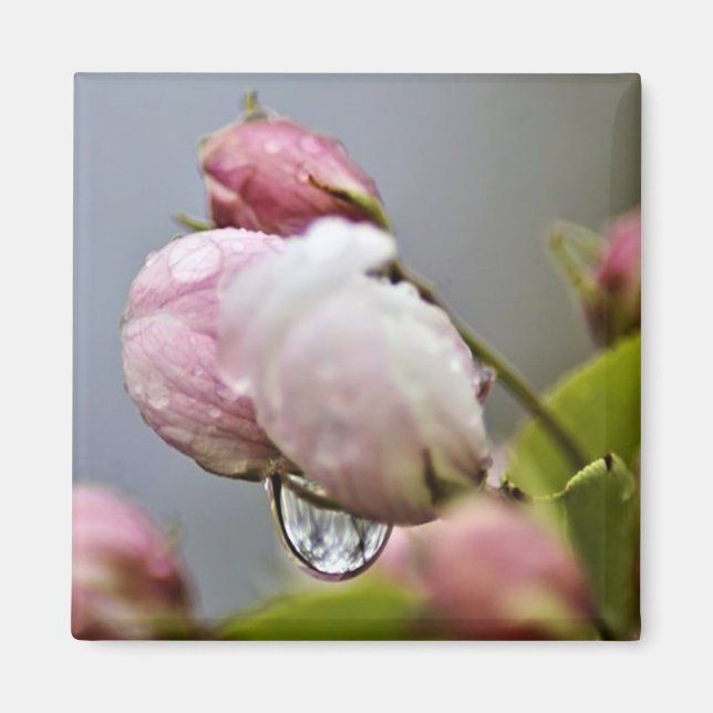 Blume Blossom und Raindrop Magnet (Vorne)