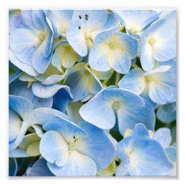 Blume Blue and White Hydrangea Fotodruck