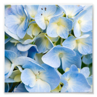 Blume Blue and White Hydrangea Fotodruck
