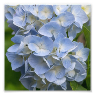 Blume Blue and White Hydrangea Fotodruck