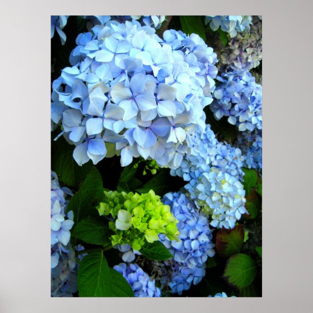 Blume Blumen Poster (Vorne)