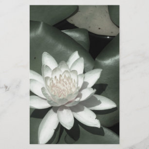 Blume Briefpapier