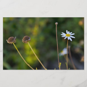 Blume Briefpapier