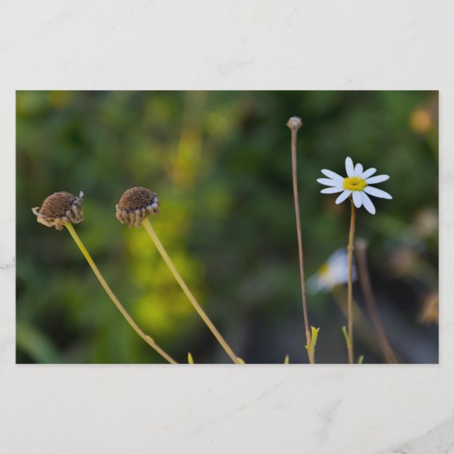 Blume Briefpapier (Vorderseite)